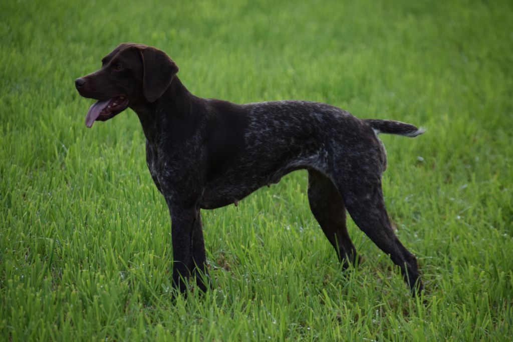 Ruby du Val d'Ondaine