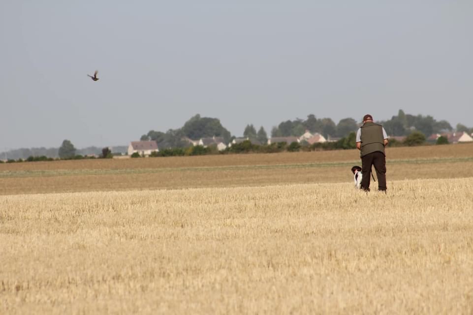 Des Terres de Malowen - entrainement Printemps sur perdrix 