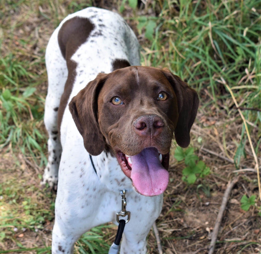 chasse