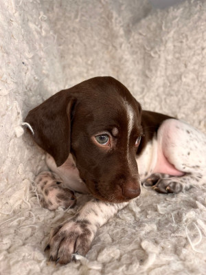 CHIOT 1