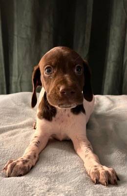 CHIOT 5