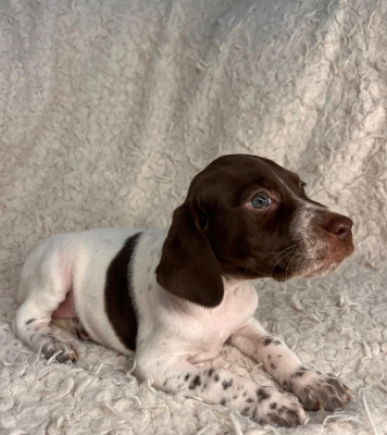 CHIOT 2