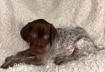 CHIOT 8